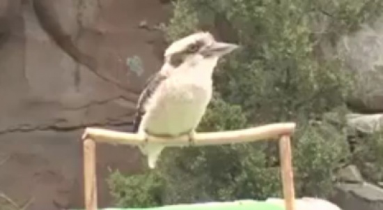 فيديو| طائر “الكوكابورا” يستعرض مواهبه الحركية وصوته الغريب