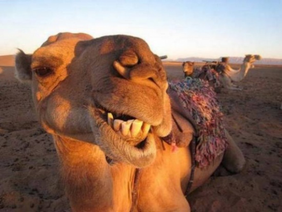 عضّه جمل... فبُترت يده! عضّه جمل... فبُترت يده!