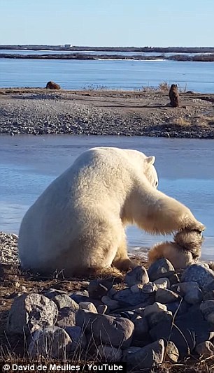دب قطبي يفاجئ الجميع بمعاملته لكلب كالبشر