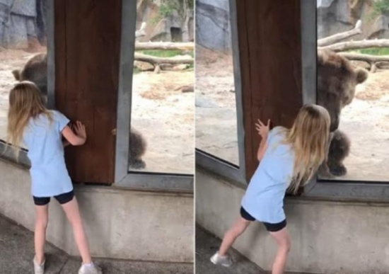 شاهد.. ماحدث بعد تلاعب طفلة الـ6 سنوات مع دب ضخم
