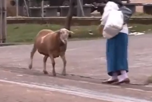 ما هي قصة التيس الإرهابي التي نالت أعلى نسبة مشاهدة على اليوتيوب ؟؟ ( فيديو )