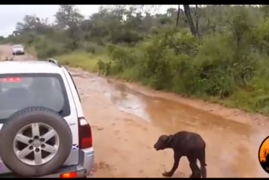 شاهد.. أنثى جاموس تنقذ صغيرها في اللحظات الأخيرة من هجوم الأسد