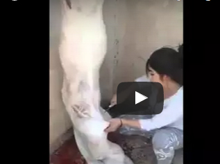 شاهد.. فتاة مغربية تسلخ خروف باحترافية