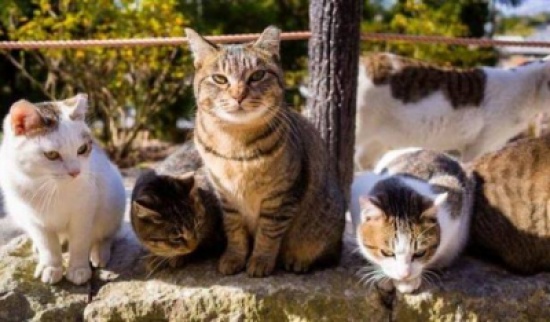 6 جزر وأماكن تحكمها الحيوانات