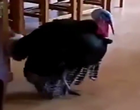 ديك رومي يرقص على أنغام الفلكلور المغربي