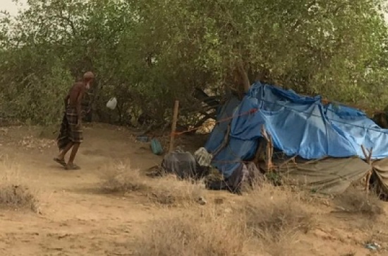 بالصور: مسن يرفض مغادرة “شجرة” يسكنها منذ سنوات بصبيا.. ويعيش على الماء والحليب بالصور: مسن يرفض مغادرة “شجرة” يسكنها منذ سنوات بصبيا.. ويعيش على الماء والحليب