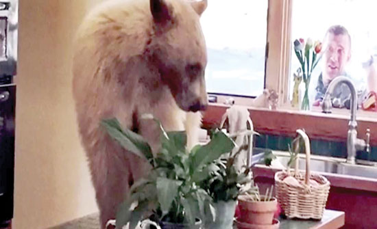 دب يقتحم منزلا في كاليفورنيا