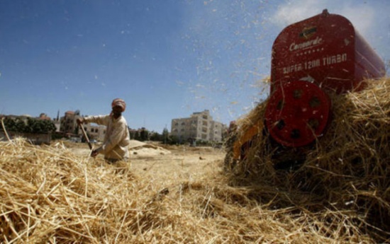 الأردن يخسر 5 آلاف دونم حبوب سنويا