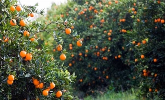 نضوج ثمار الرمان في الكورة يحول دون رشها نضوج ثمار الرمان في الكورة يحول دون رشها