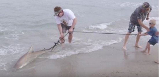 فيديو: شاب أمريكي ينتقم من قرش هاجمه