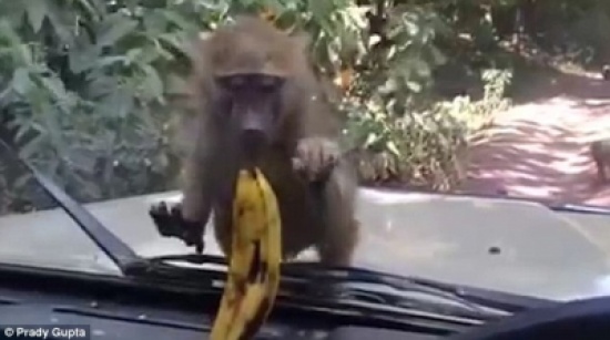 شاهد ماذا فعل قرد للحصول على ثمرة موز خلف زجاج