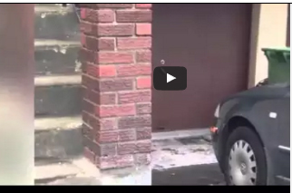 شاهد.. فأر يركض في دائرة أكثر من ساعتين دون توقف