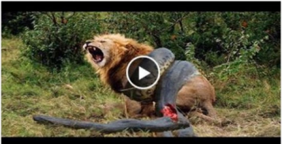 فيديو| أسد في مواجهة شرسة مع أفعى عملاقة