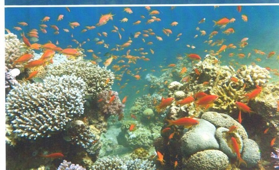 صيادو العقبة متفائلون بصيد وفير في أول يوم بعد الحظر