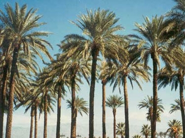 اطلاق العمل بغابة للنخيل المثمر على مساحة مئة دونم في القطرانة اطلاق العمل بغابة للنخيل المثمر على مساحة مئة دونم في القطرانة