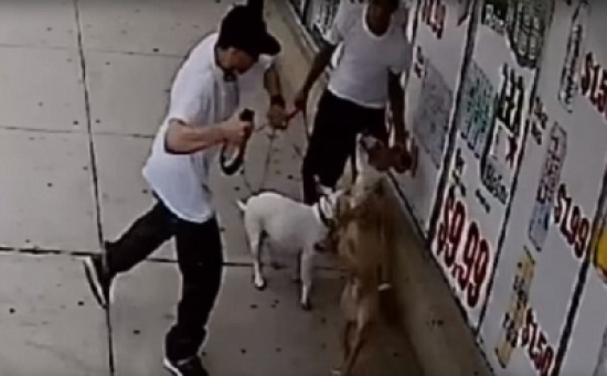 شاهد..  اعتداء شاب على كلب بـ«الحزام»