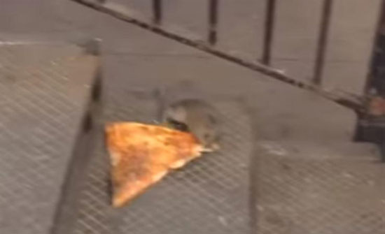 لقطات غريبة لفأر جائع يسحب شريحة بيتزا في الشارع (فيديو)