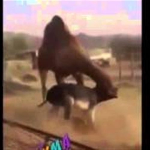 شاهد ماذا حدث لحمار تحدى جملا