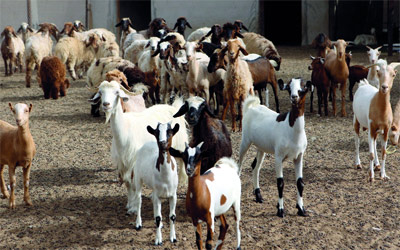 زراعة البادية الشمالية الغربية تنهي ترقيم الثروة الحيوانية زراعة البادية الشمالية الغربية تنهي ترقيم الثروة الحيوانية