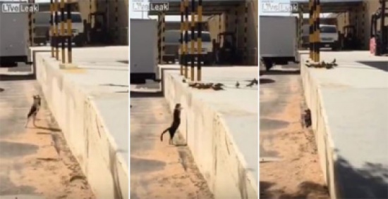 شاهد.. قط ينفذ قفزة ماكرة ويصطاد حمامة