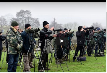 بالفيديو.. سباق بين مصورين لتصوير طائر نادر