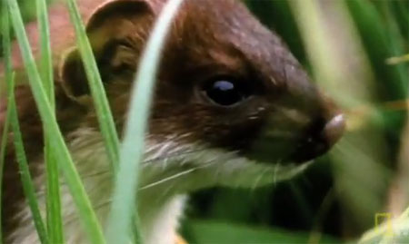 حيوان القاقم