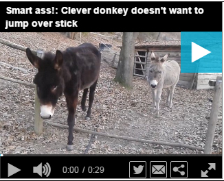 شاهد.. حمار يثبت ذكاءه بتصرف نادر