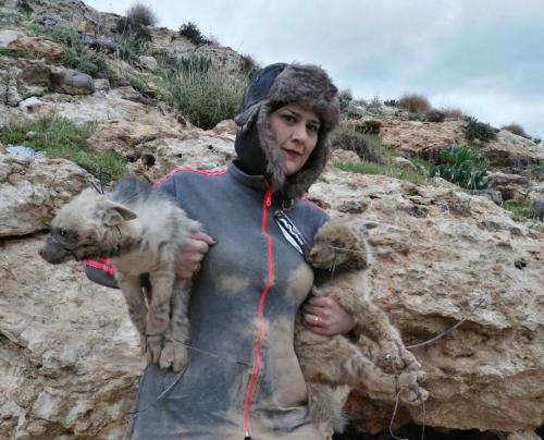 بالفيديو : أردنية تصطاد الضباع