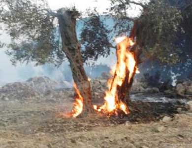 مستوطنون إسرائيليون يحرقون أشجارا معمرة شمالي الضفة