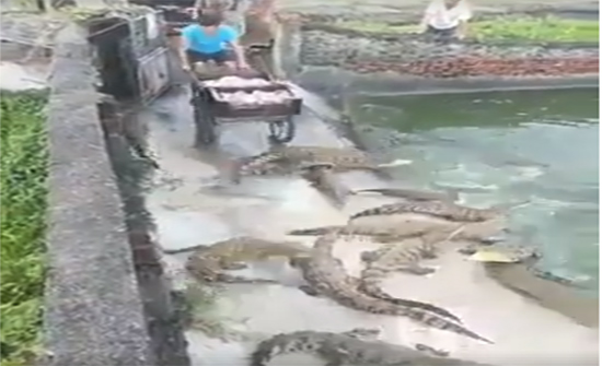 بالفيديو: لقطات مرعبة من حياة عمال إطعام التماسيح