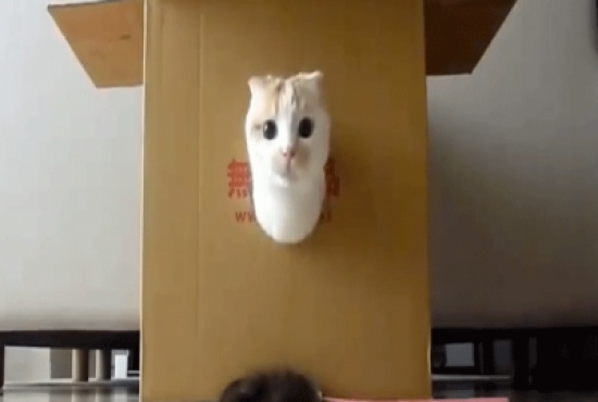 خوف القط من مغادرة بيته