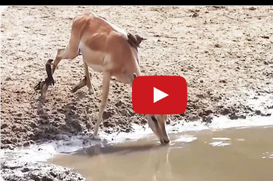 بالفيديو .. غزال ينجو بأعجوبة من بين فكي تمساح