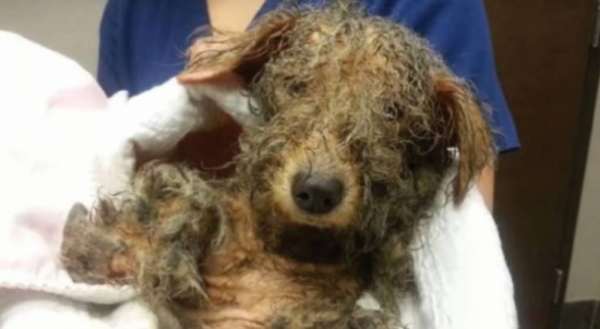 فيديو| أطلق عليها الرصاص وتركها.. لكن بعد أيام حدث شيء غير متوقع!