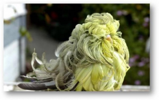 اجمل واغرب طير بالعالم