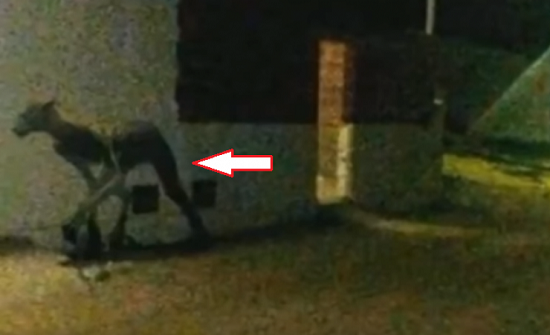 فيديو| ظهور مخلوق غريب ومرعب في الأرجنتين!