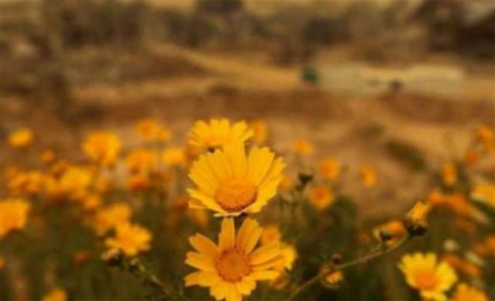 شهر تمّوز كان من أسخن الأشهر على الإطلاق في تاريخ الأردن شهر تمّوز كان من أسخن الأشهر على الإطلاق في تاريخ الأردن