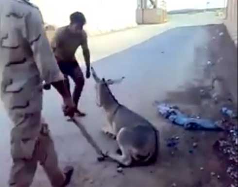 فيديو .. شباب يعذبون حمار بقسوة