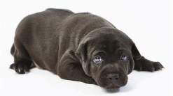 10 آلاف يورو ثمن جرو