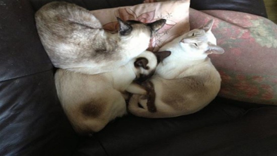 امرأة ترسل قطة في صندوق بريد