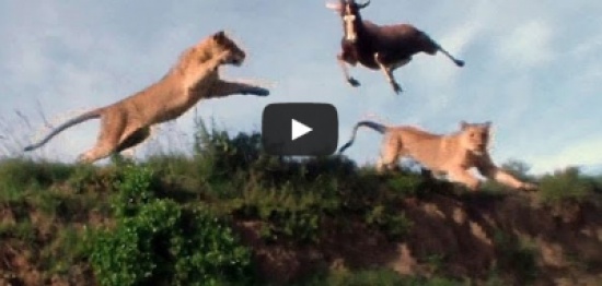 أسد يفترس ظبيا بعد قفزة هوائية مذهلة
