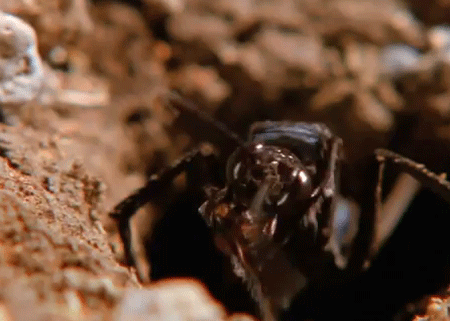 العنكبوت  والحشرة