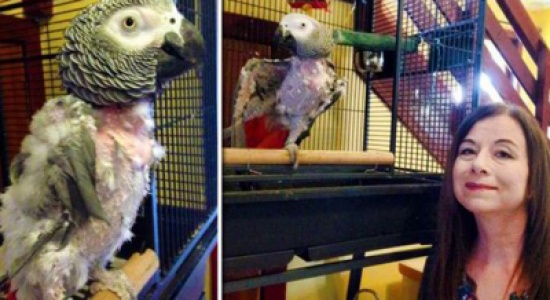 بريطاني يعاقب ببغاء بسبب وفائه لزوجته الميتة !