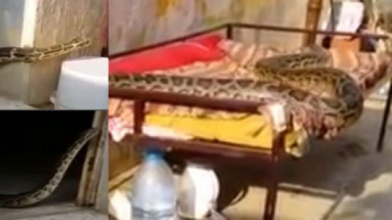 شاهد.. سعودي يرصد ثعبان عملاق يتجول في منزله