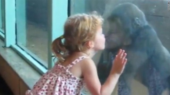 صداقة بين طفلة وصغير غوريلا
