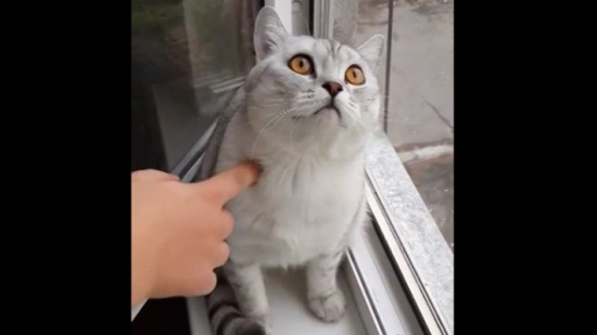 الى ماذا ينظر القط ؟