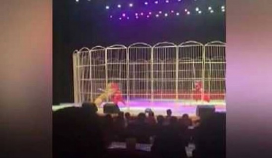 بالفيديو: نمر يفترس مدربه في عرض سيرك أمام الجمهور