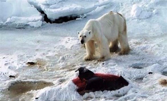 1300 يورو.. غرامة إزعاج الدببة في النروج