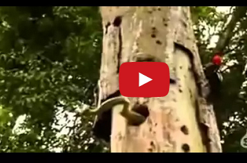 شاهد.. نقار الخشب يفاجأ بثعبان في عشه فماذا يفعل