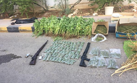 ضبط 4 مطلوبين و300 شتلة "ماريجوانا" في البلقاء ضبط 4 مطلوبين و300 شتلة "ماريجوانا" في البلقاء