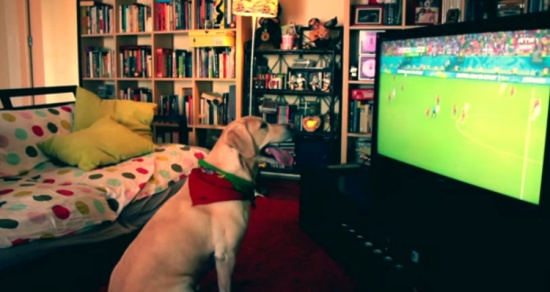 رد فعل "كلب" قبل وبعد خروج "البرتغال" من كأس العالم